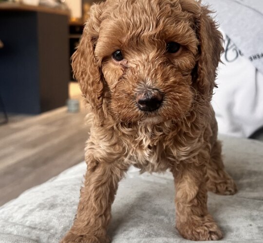 Cockapoo