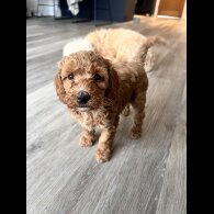 Cockapoo - Both