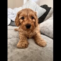 Cockapoo - Both