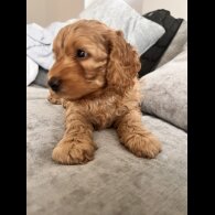 Cockapoo - Both