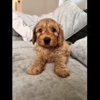 Cockapoo - Both