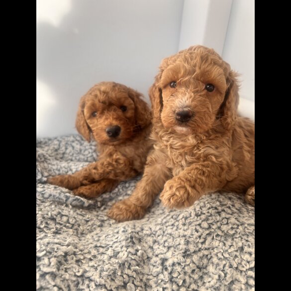 Cockapoo - Both