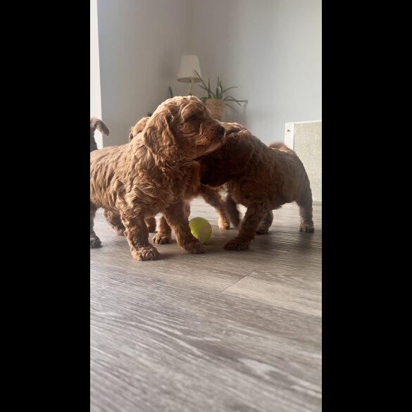 Cockapoo - Both