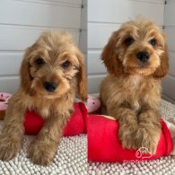 Cockapoo - Both