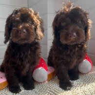 Cockapoo - Both