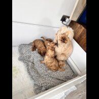 Cockapoo - Both