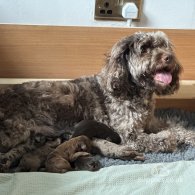 Cockapoo - Both