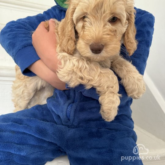 Cockapoo - Both