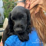 Cocker Spaniel (Working & Show) - Both