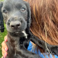 Cocker Spaniel (Working & Show) - Both