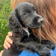 Cocker Spaniel (Working & Show) - Both