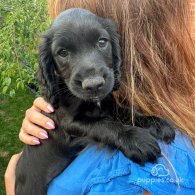 Cocker Spaniel (Working & Show) - Both