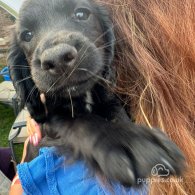 Cocker Spaniel (Working & Show) - Both