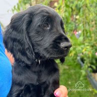 Cocker Spaniel (Working & Show) - Both