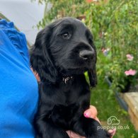 Cocker Spaniel (Working & Show) - Both