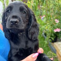 Cocker Spaniel (Working & Show) - Both