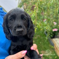 Cocker Spaniel (Working & Show) - Both