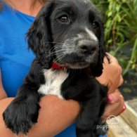 Cocker Spaniel (Working & Show) - Both