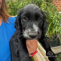 Cocker Spaniel (Working & Show) - Both