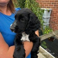 Cocker Spaniel (Working & Show) - Both