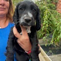 Cocker Spaniel (Working & Show) - Both