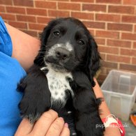 Cocker Spaniel (Working & Show) - Both