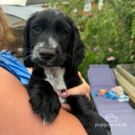 Cocker Spaniel (Working & Show) - Both