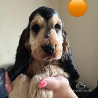 Cocker Spaniel (Working & Show) - Both