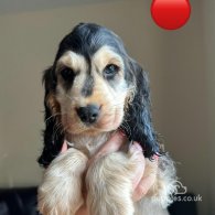 Cocker Spaniel (Working & Show) - Both