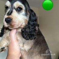 Cocker Spaniel (Working & Show) - Both