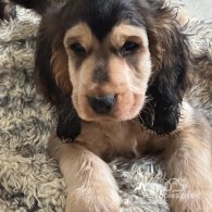 Cocker Spaniel (Working & Show) - Both