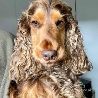 Cocker Spaniel (Working & Show) - Both