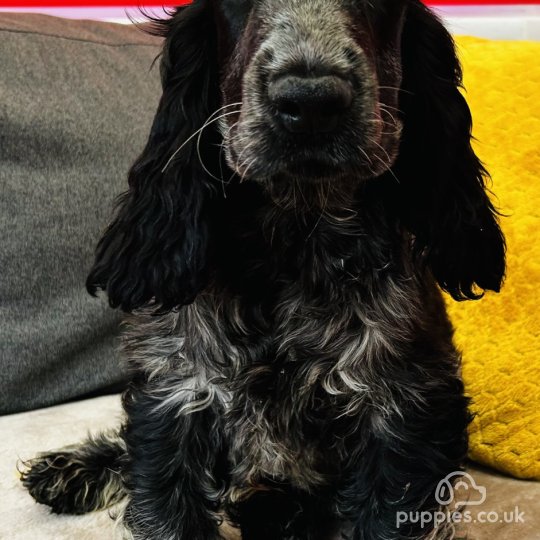 Cocker Spaniel (Working & Show) - Dogs