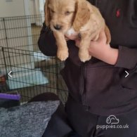 Cocker Spaniel (Working & Show) - Both