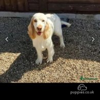 Cocker Spaniel (Working & Show) - Both