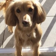 Cocker Spaniel (Working & Show) - Both