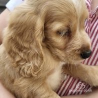 Cocker Spaniel (Working & Show) - Both