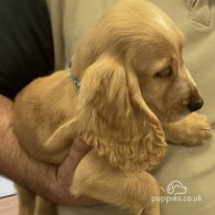 Cocker Spaniel (Working & Show) - Both