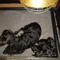 Cocker Spaniel (Working & Show) - Both