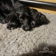 Cocker Spaniel (Working & Show) - Both