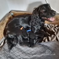 Cocker Spaniel (Working & Show) - Dogs