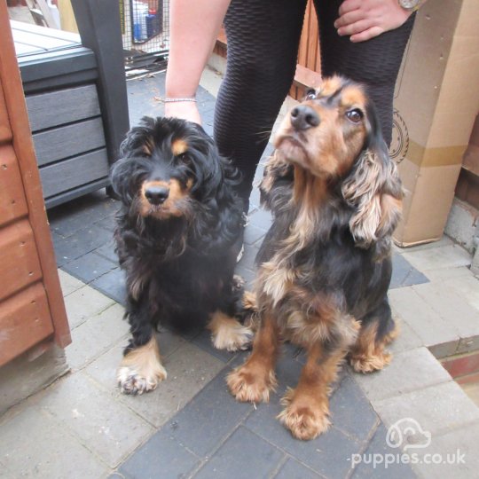 Cocker Spaniel (Working & Show) - Both