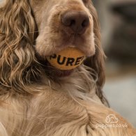 Cocker Spaniel (Working & Show) - Both