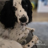 Cocker Spaniel (Working & Show) - Both