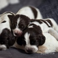 Cocker Spaniel (Working & Show) - Both