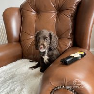 Cocker Spaniel (Working & Show) - Dogs