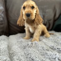 Cocker Spaniel (Working & Show) - Dogs