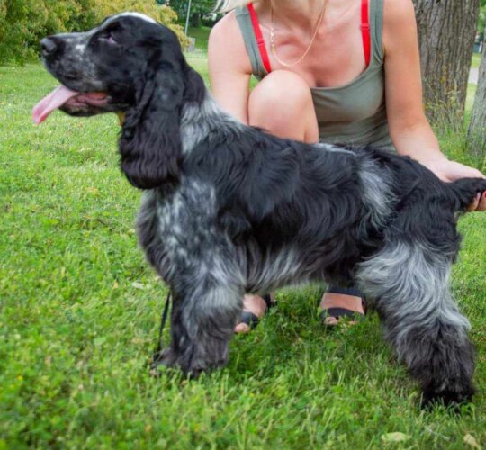 Cocker Spaniel (Working &amp; Show)