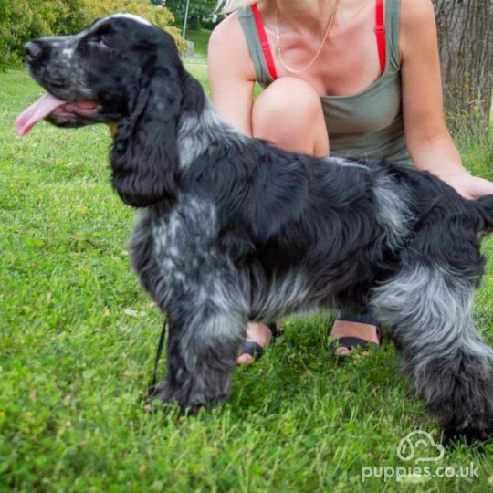 Cocker Spaniel (Working &amp; Show)