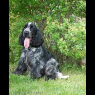 Cocker Spaniel (Working &amp; Show)